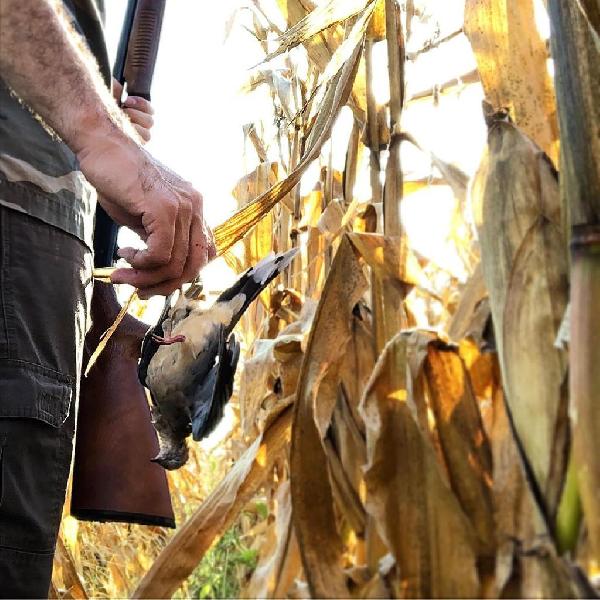 DOVES: From the Field, to Cleaning, to Eating