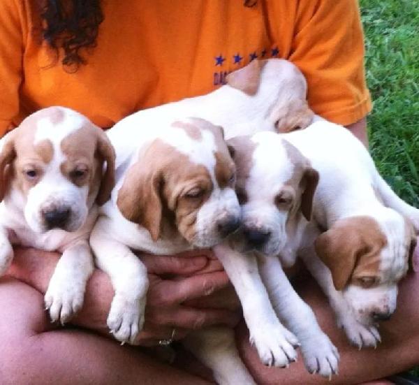 How much to puppies sell for?
