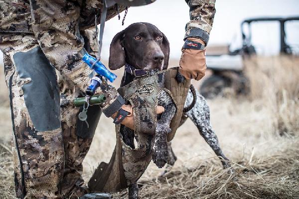 C-C-C-Cold-Weather Canine Care