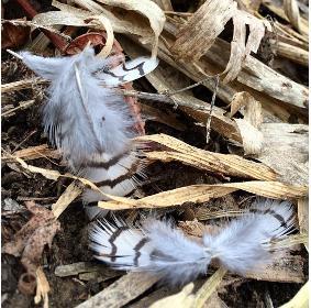 Don’t Lose Your Birds