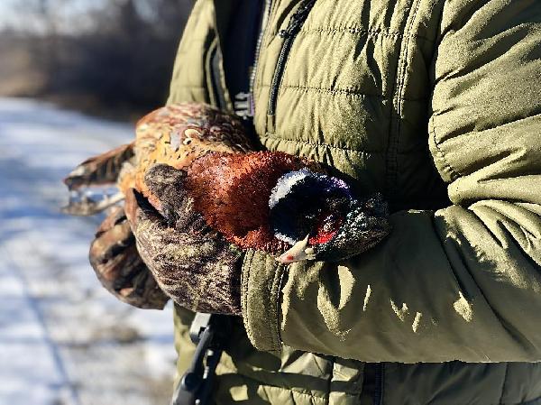 Hunting Chromatic Snowbirds