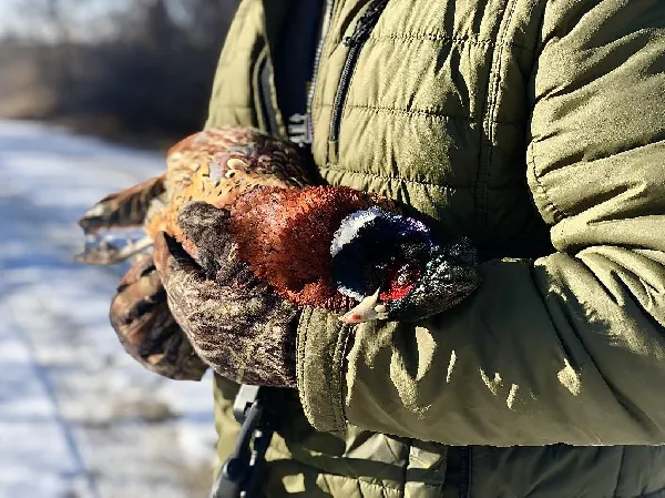 Hunting Chromatic Snowbirds
