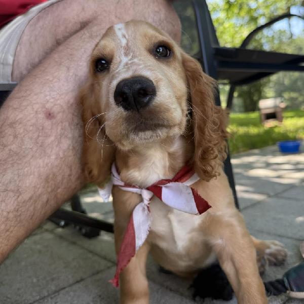 Featured Gun Dog Ad of the Day