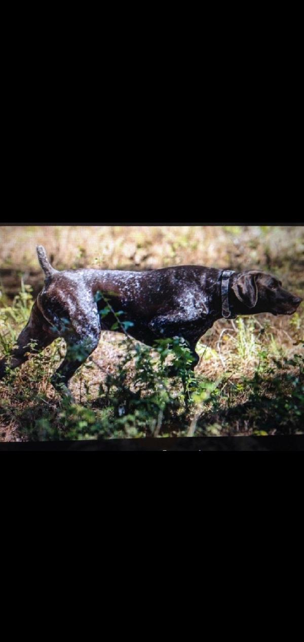 Featured Gun Dog Ad of the Day
