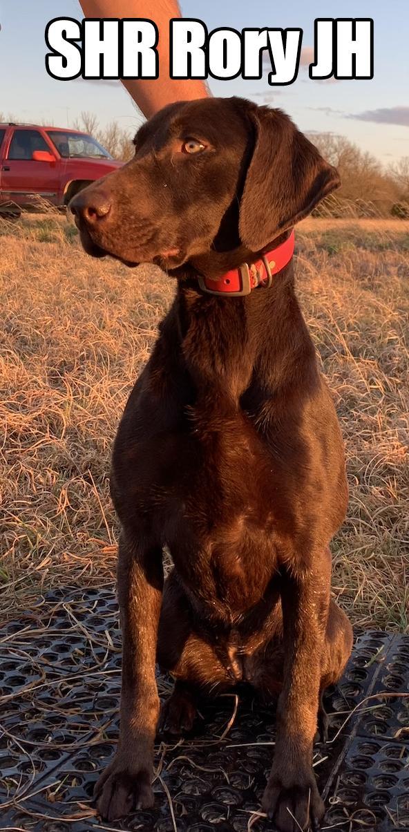 Featured Gun Dog Ad of the Day