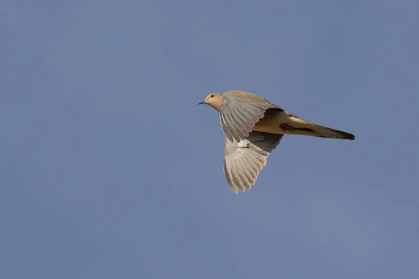 YOUV’E GOT DOVE PROBLEMS