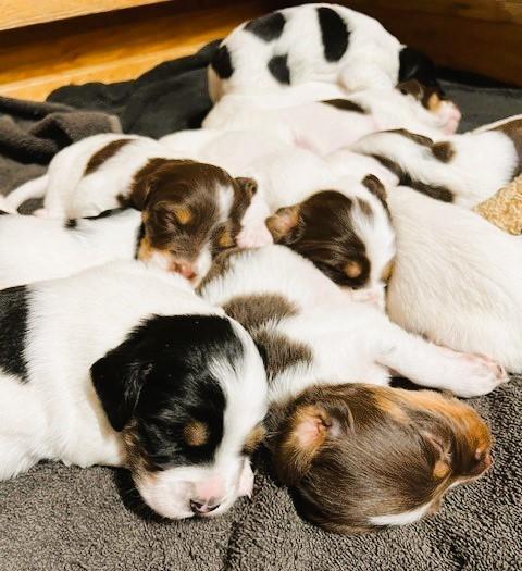 Featured Gun Dog Ad of the Day