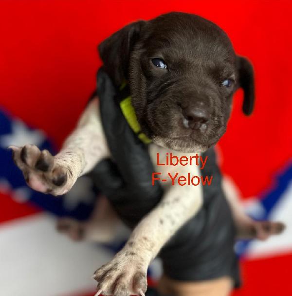 Featured Gun Dog Ad of the Day