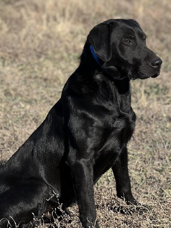 Featured Gun Dog Ad of the Day