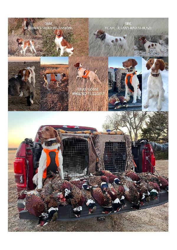 Featured Gun Dog Ad of the Day