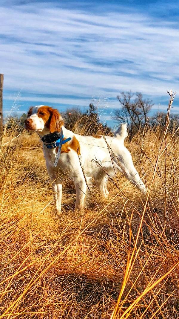 Featured Gun Dog Ad of the Day