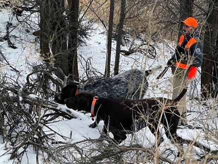 Featured Gun Dog Ad of the Day