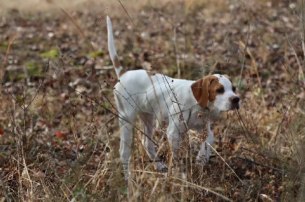 How to Build a Kennel That Lasts