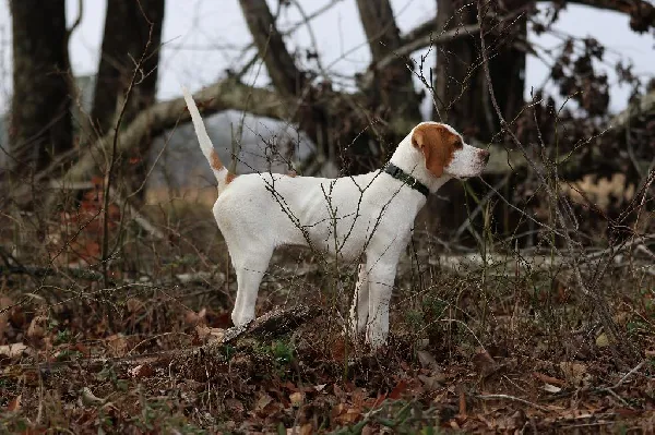 How to Write Hunting Dog Ads That Actually Get Calls