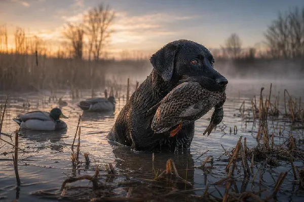 Labrador Retriever