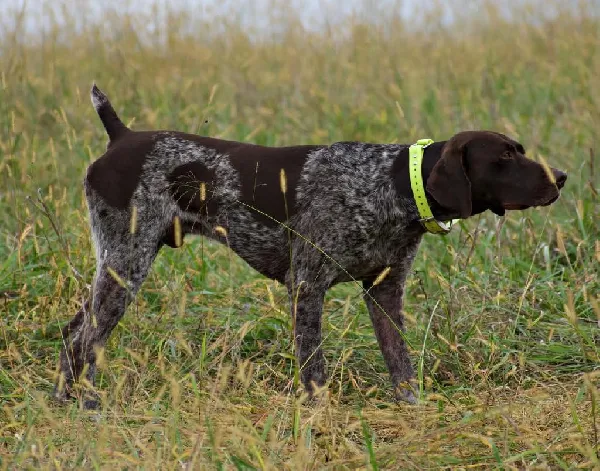 Featured Gun Dog Ad of the Day
