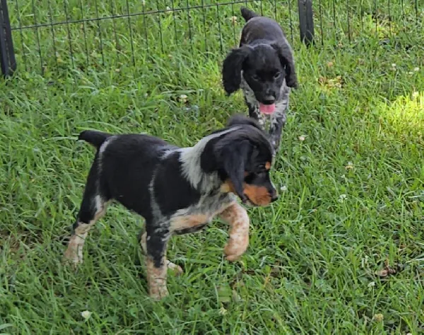 Featured Gun Dog Ad of the Day