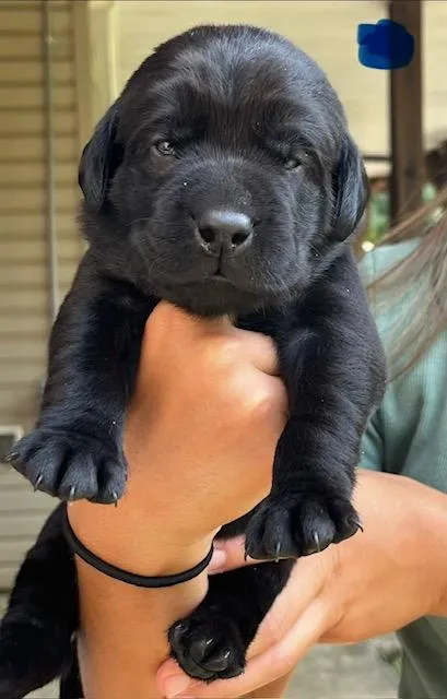 Featured Gun Dog Ad of the Day
