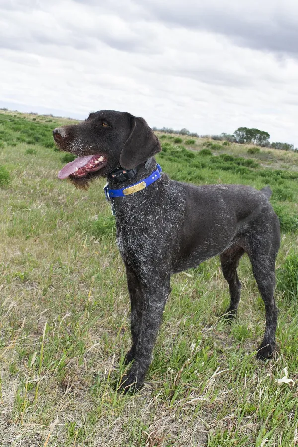 Featured Gun Dog Ad of the Day