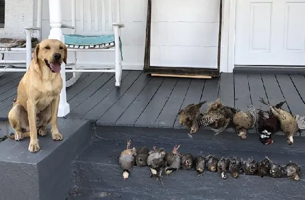 Featured Gun Dog Ad of the Day