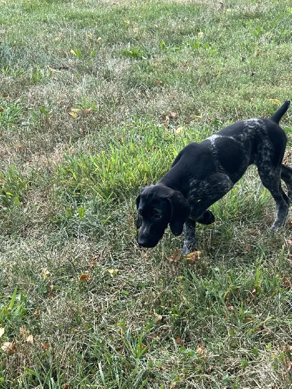 Featured Gun Dog Ad of the Day