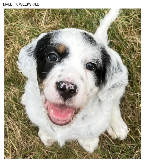 Featured Gun Dog Ad of the Day