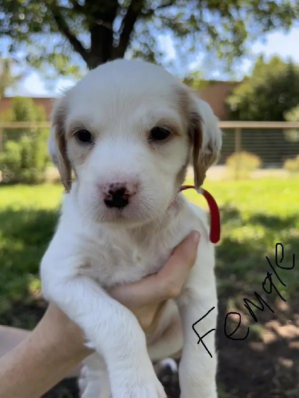 Featured Gun Dog Ad of the Day