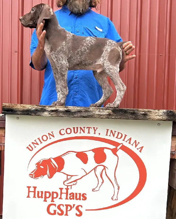 Featured Gun Dog Ad of the Day