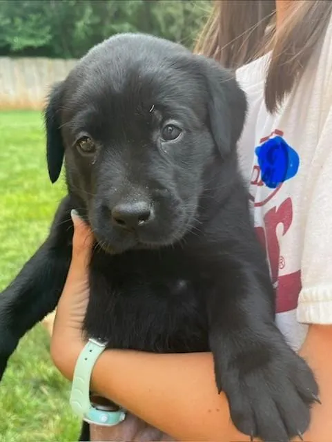 Featured Gun Dog Ad of the Day