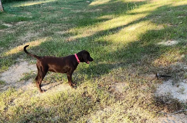 Featured Gun Dog Ad of the Day