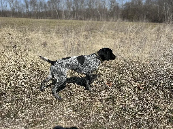 Featured Gun Dog Ad of the Day
