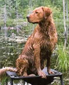 Topbrass retrievers sale