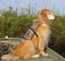 The 3s of Puppy Training