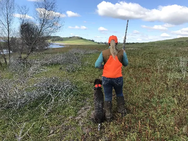 Upcoming Formal Pointing Dog Training Class