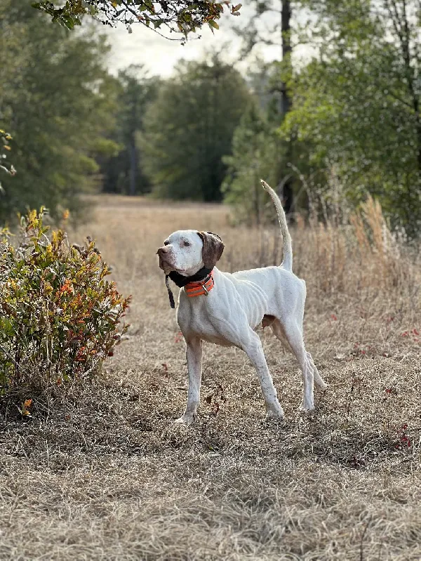 New Addition To KC’s Kennels