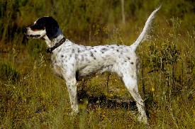 Rainy Day Dove Shoot