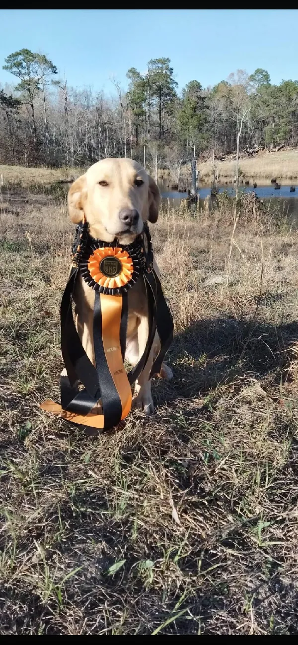 Little dog Willow from previous litter killing it down south