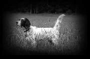 BUILDING A BETTER DOG