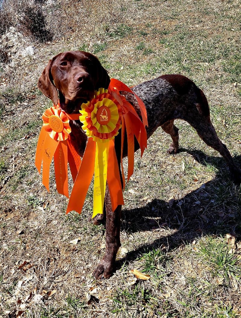 AKC GERMAN SHORTHAIRED POINTER