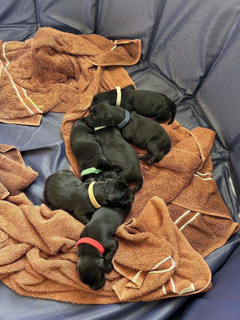 CHRISTMAS BRITISH LAB PUPPIES