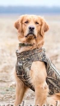 golden retriever hunting vest