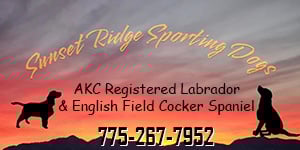 Banner Ad