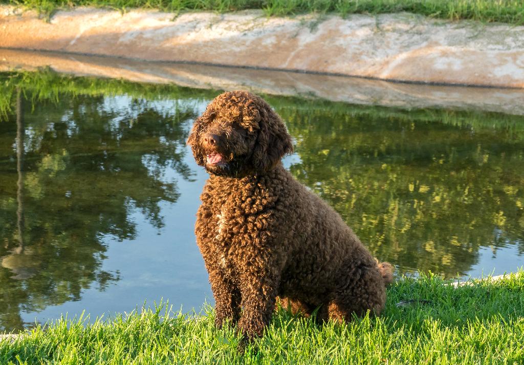 spanish-water-dog