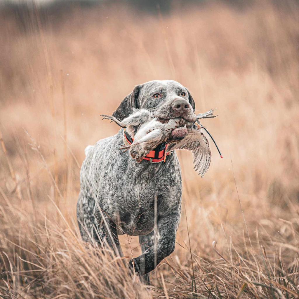 Burgos Pointer