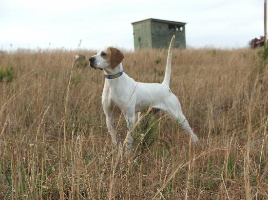 English Pointer