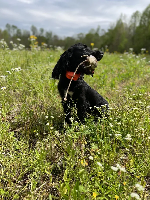 English Cocker Spaniel