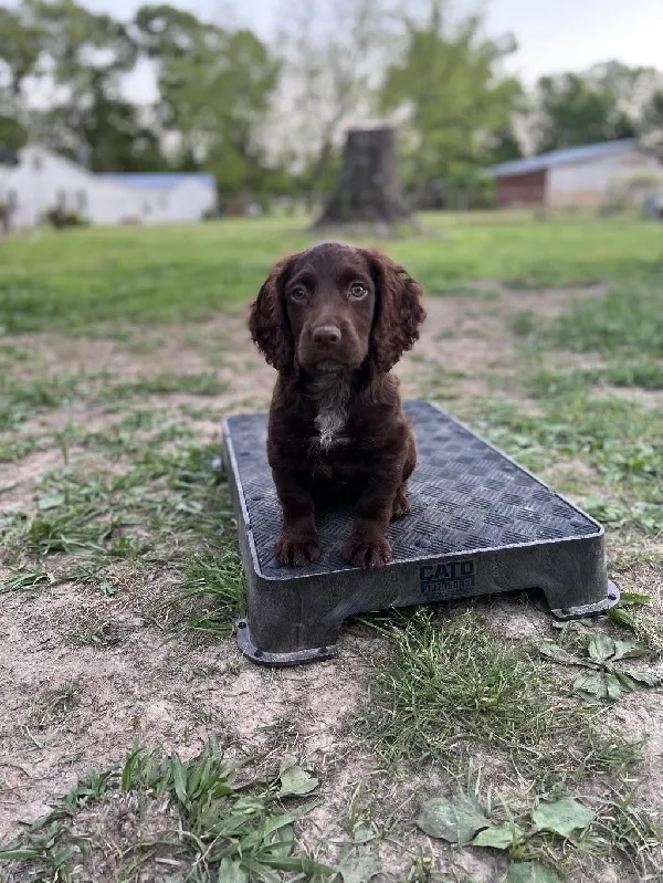 English Cocker Spaniel