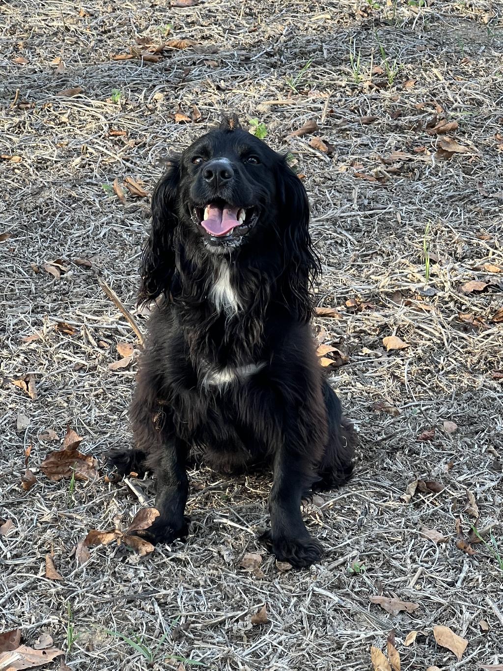 JEFFS TEST AD English Cocker Spaniel