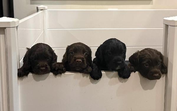 ENGLISH COCKER PUPPIES English Cocker Spaniel