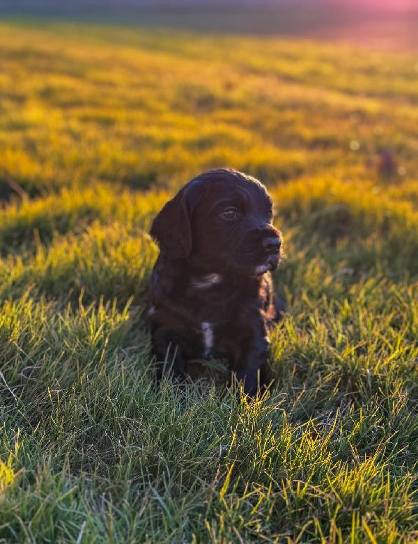 FIELD ENGLISH COCKER PUPPY English Cocker Spaniel